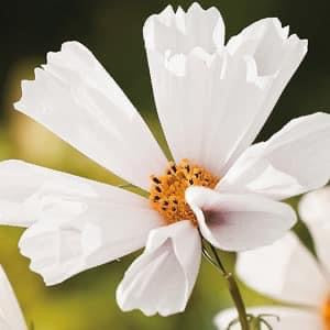 Cosmos Hummingbird White Seeds