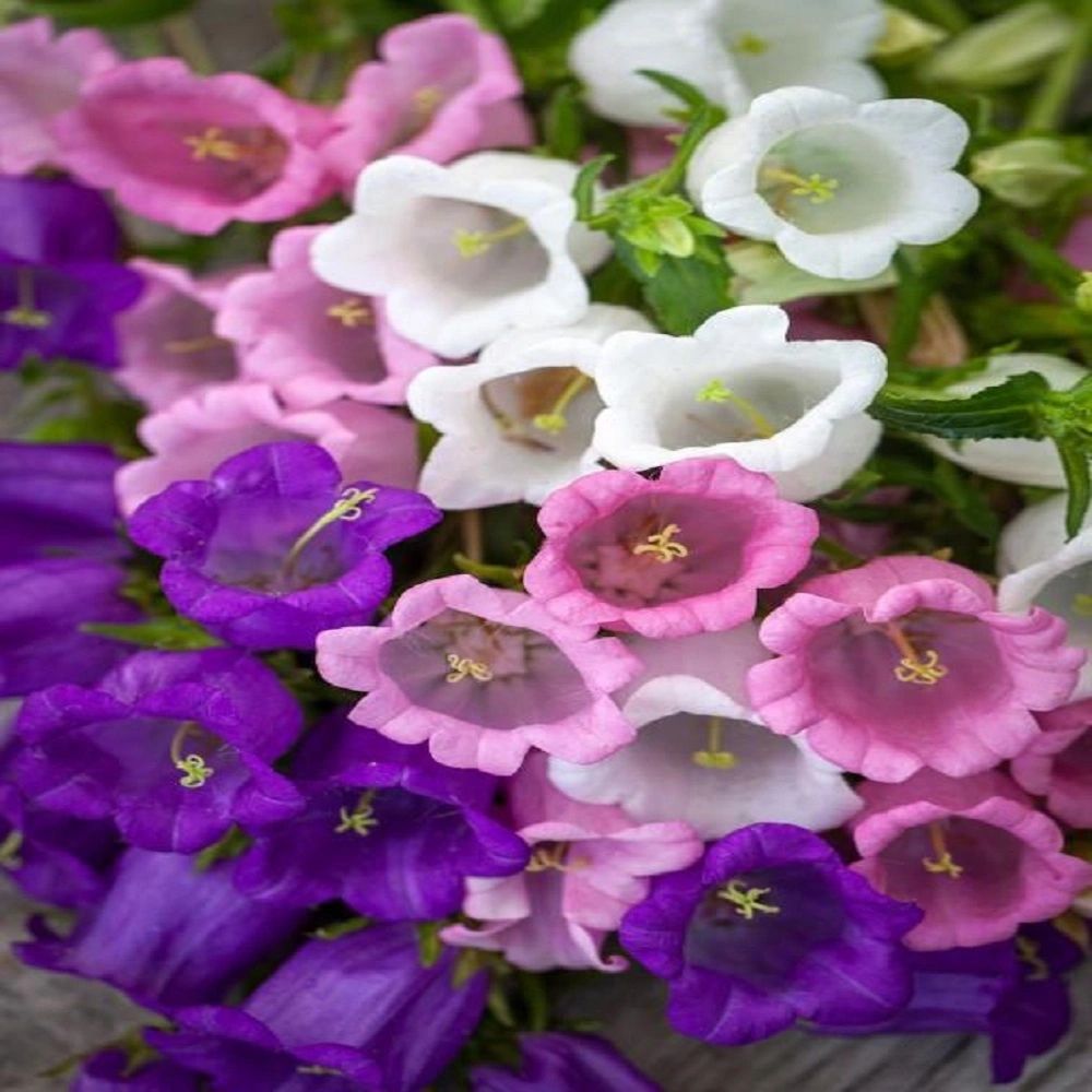 Canterbury Bells Mixed