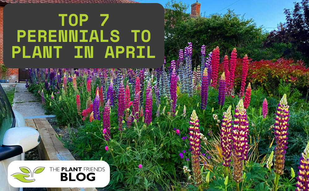 Top 7 Perennials to Plant in April for Long-Lasting Colour