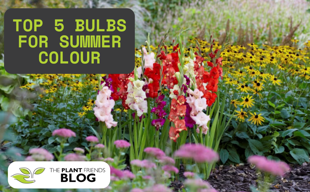 Five Summer Bulbs You Should Definitely Consider Planting This Year