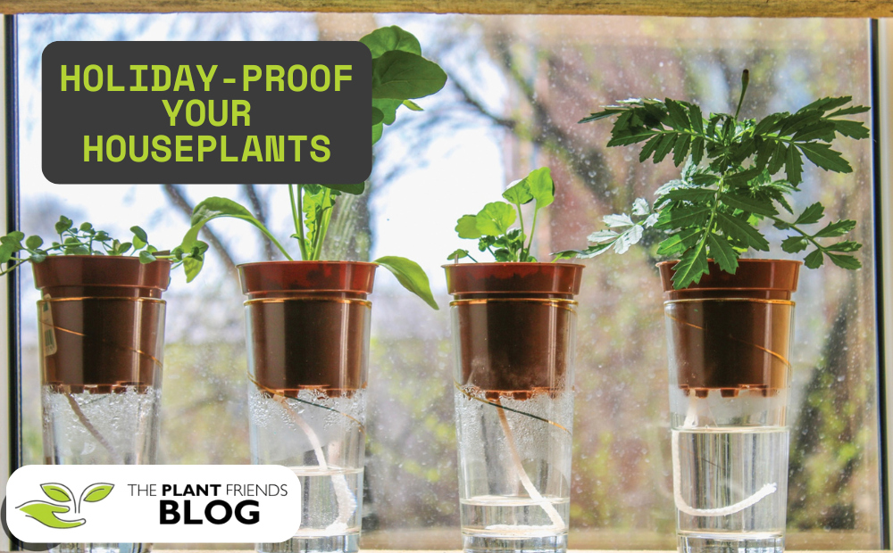 Holiday-Proof Your Houseplants: How to Keep Plants Happy While You’re Away
