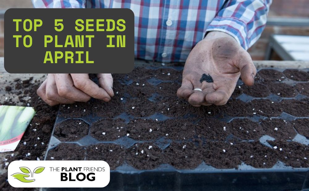 Top 5 Seeds to Plant in April for a Thriving Summer Garden