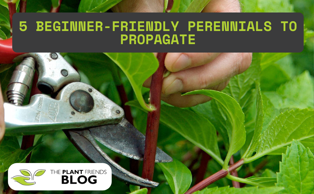 5 Beginner Friendly Perennials to Propagate from Cuttings