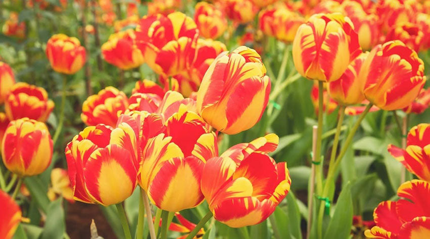 10 Jobs in the Garden for April: Spring into Action!