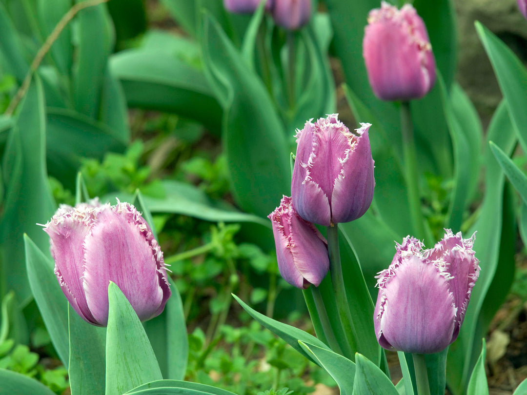 Tulipmania: A Colorful Guide to Types and Care