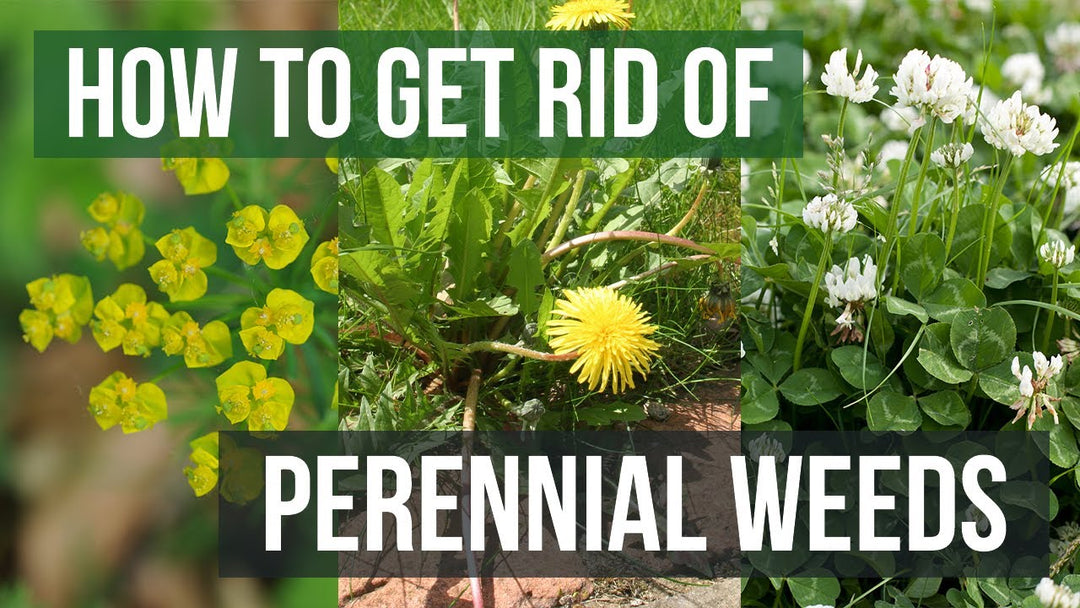 Taming the Tenacious Perennial Weeds