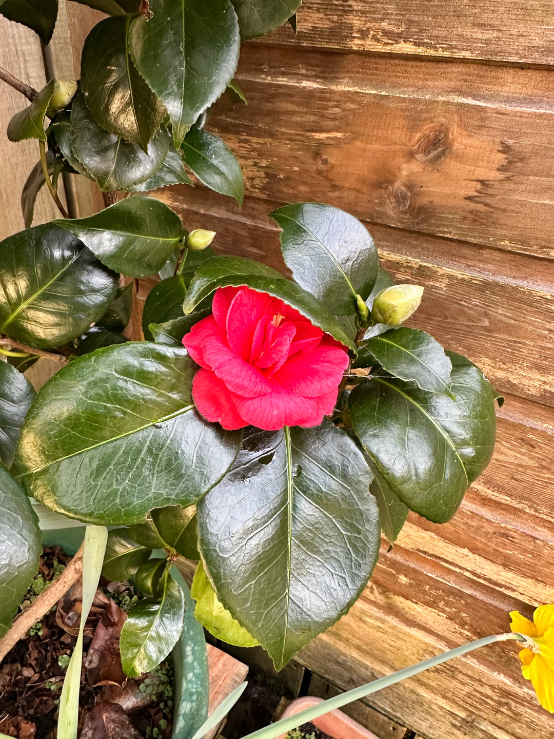 Camellia Takes the Spotlight as Our Inaugural Plant of the Month
