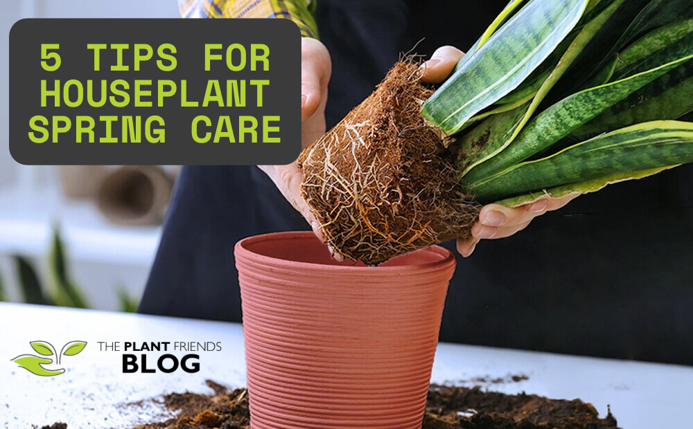 Houseplant Spring Care: 5 Key Steps to Help Your Plants Thrive