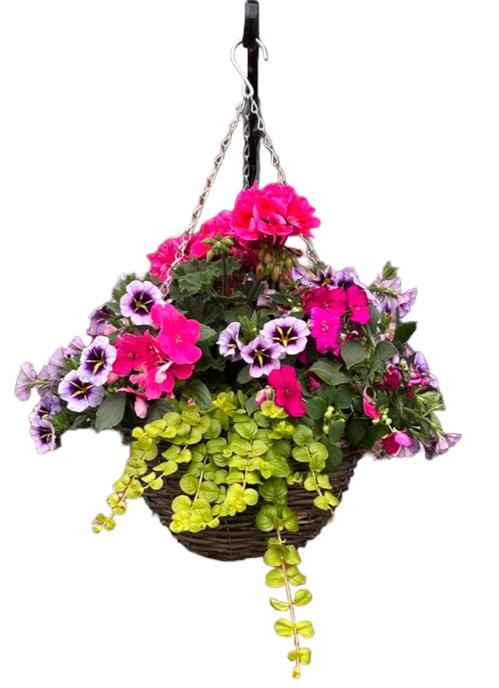 Outdoor Plants