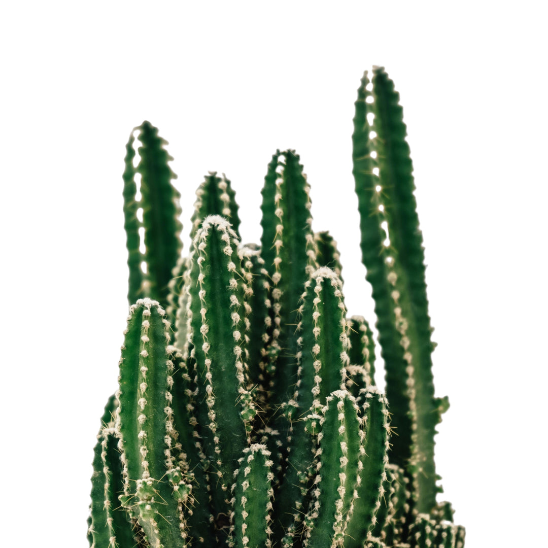 Succulents & Cacti
