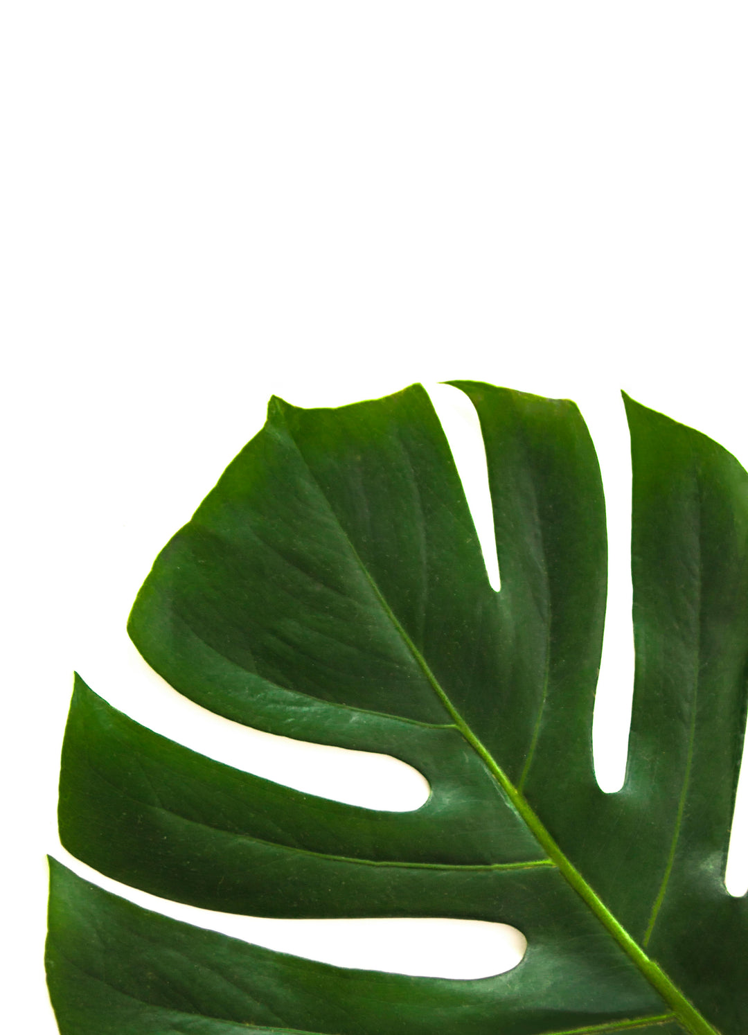 Houseplants