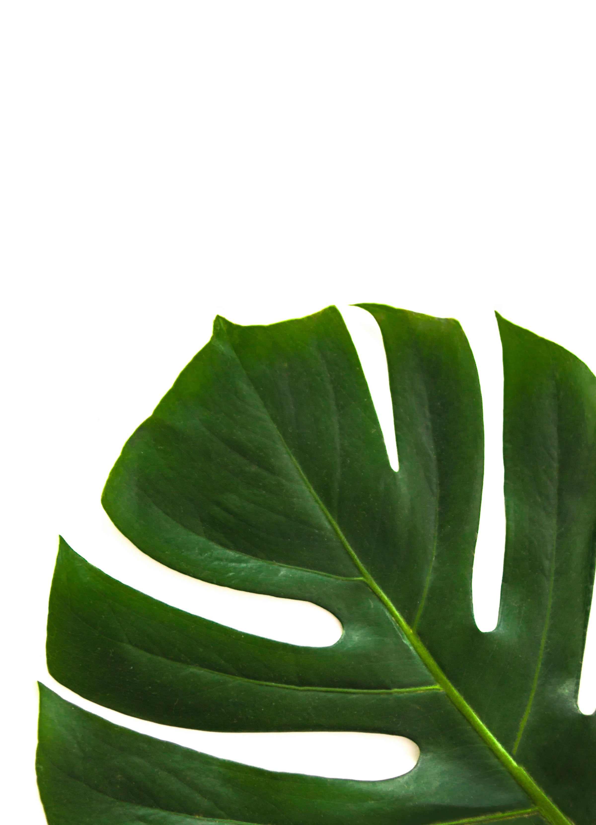 Houseplants