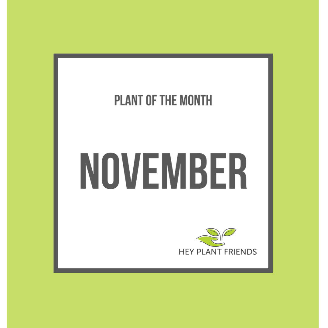 Plant of the Month - November