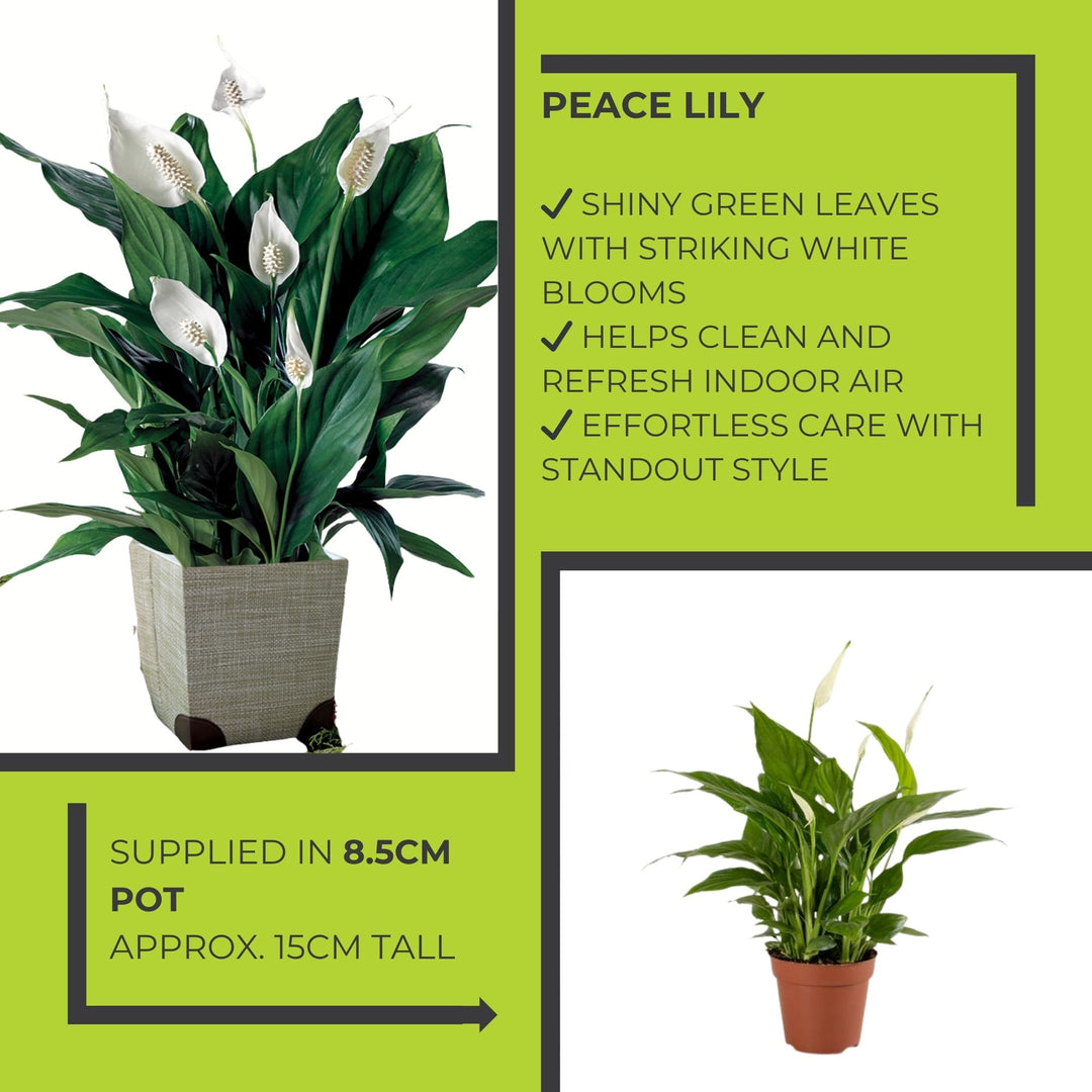 Peace Lily (Spathiphyllum) – 8.5cm Pot