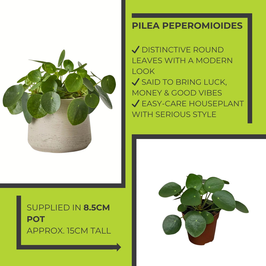 Pilea Peperomioides (Chinese Money Plant) – 8.5cm Pot