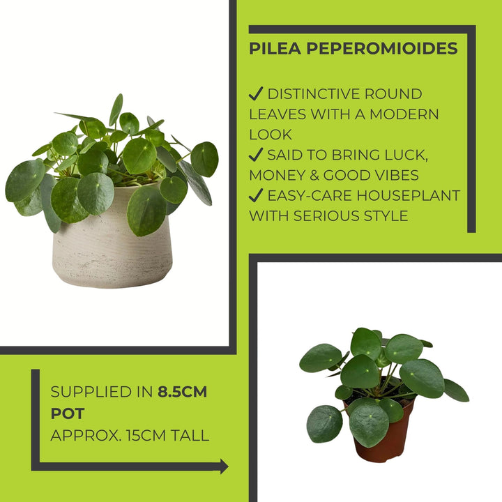 Pilea Peperomioides (Chinese Money Plant) – 8.5cm Pot