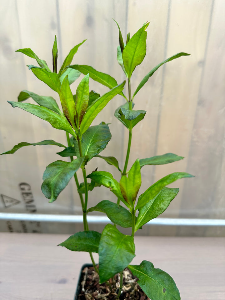 Phlox Paniculata ‘Tenor’
