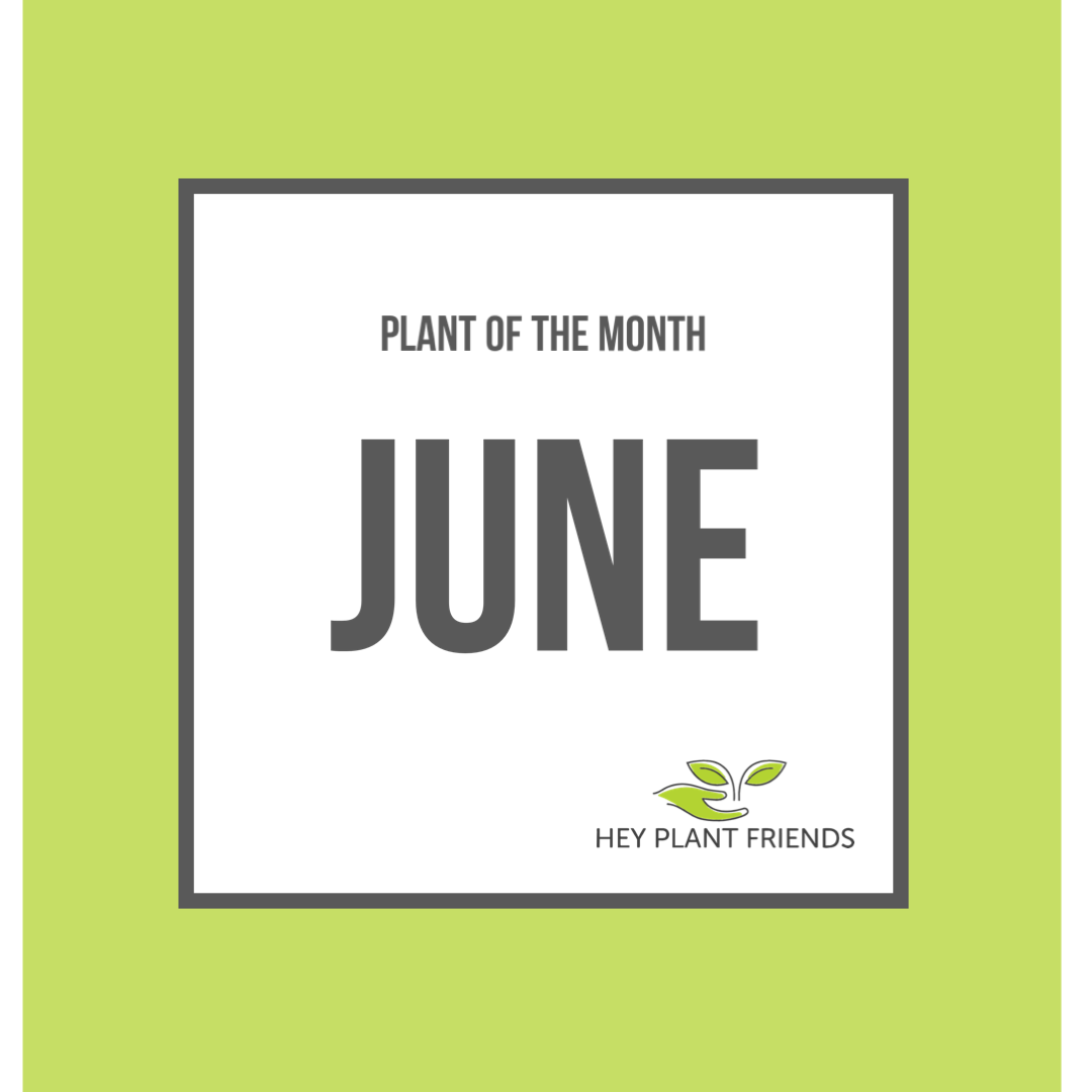 Plant of the Month - June
