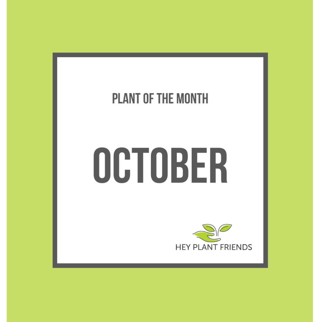 Plant of the Month - October