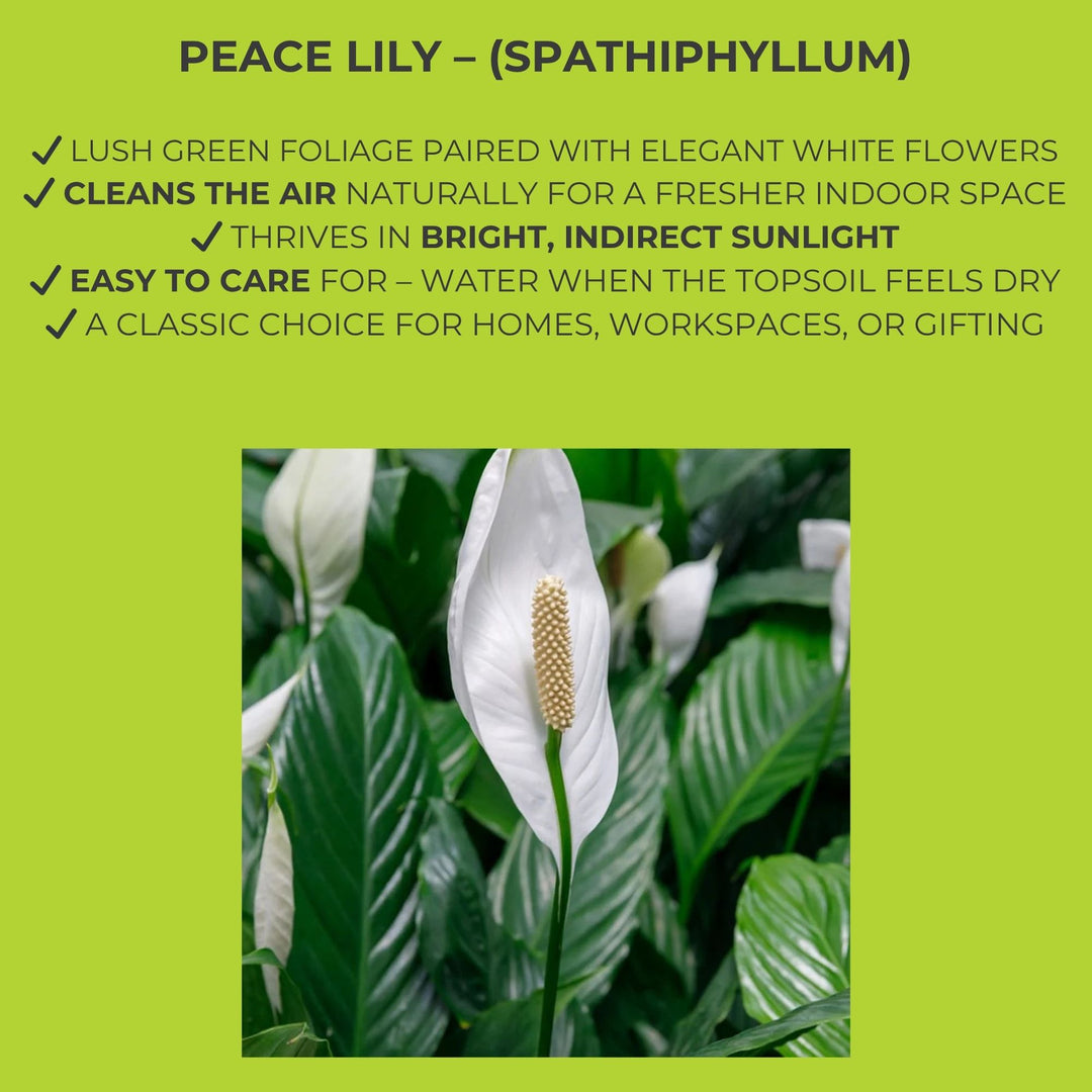 Peace Lily (Spathiphyllum) – 8.5cm Pot