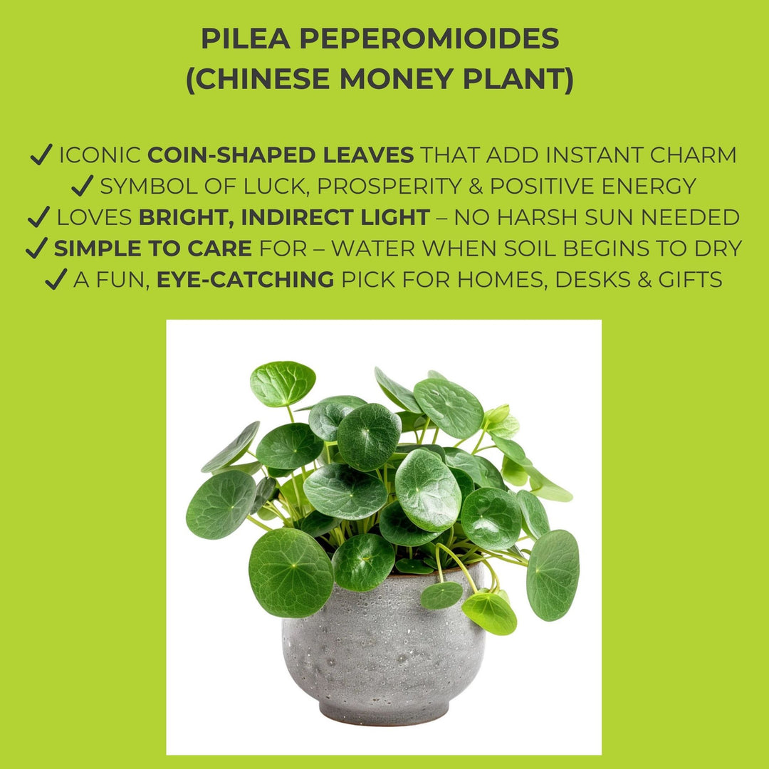 Pilea Peperomioides (Chinese Money Plant) – 8.5cm Pot