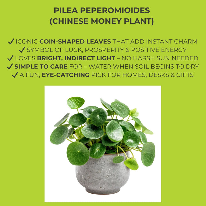 Pilea Peperomioides (Chinese Money Plant) – 8.5cm Pot
