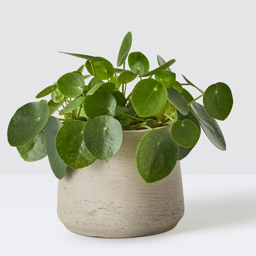 Pilea Peperomioides (Chinese Money Plant) – 8.5cm Pot