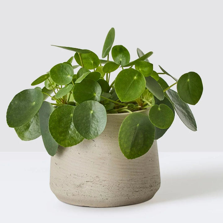 Pilea Peperomioides (Chinese Money Plant) – 8.5cm Pot