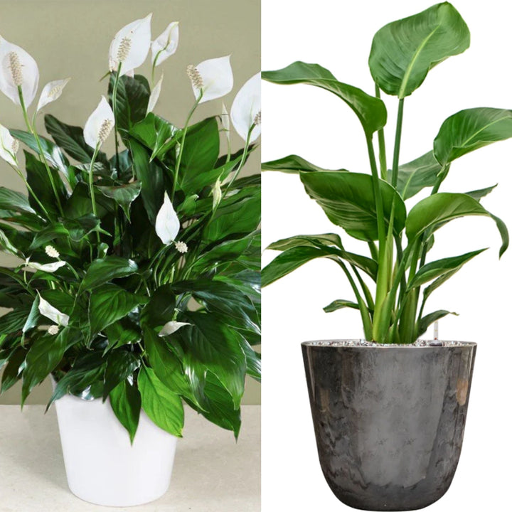 Peace Lily (Spathiphyllum) – 8.5cm Pot