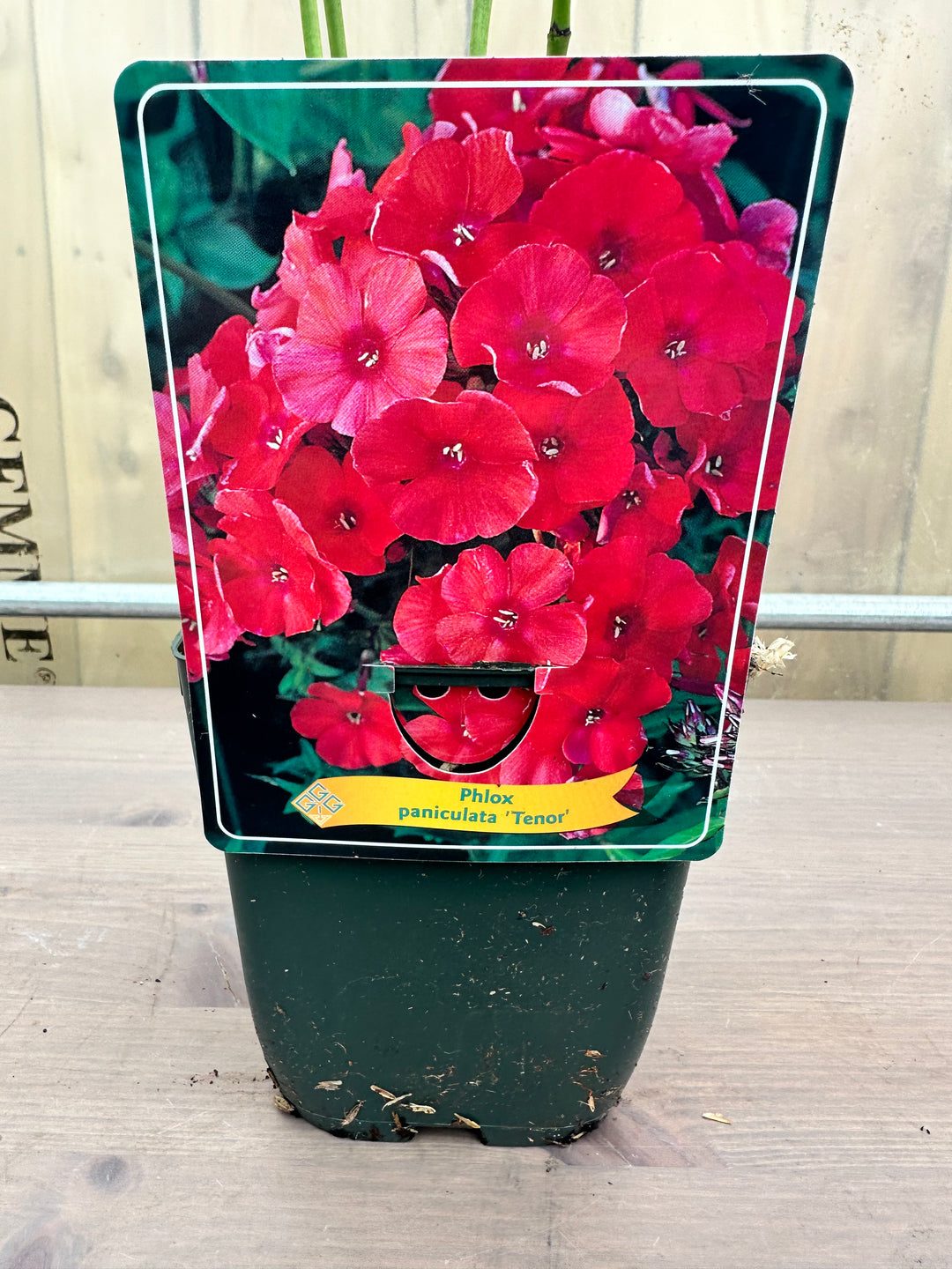 Phlox Paniculata ‘Tenor’