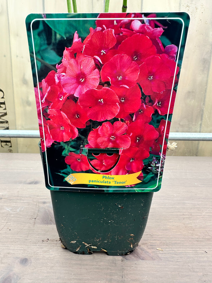 Phlox Paniculata ‘Tenor’