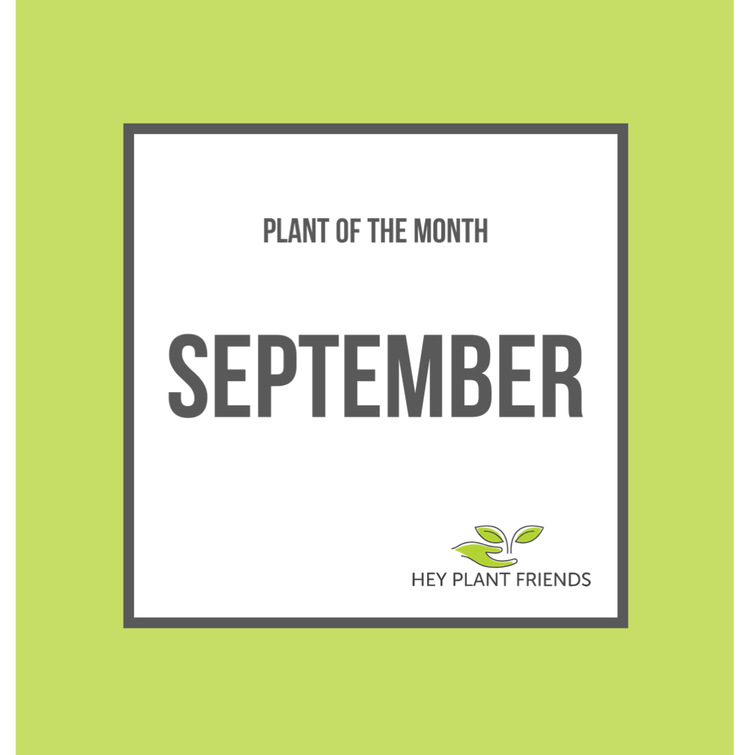 Plant of the Month - September