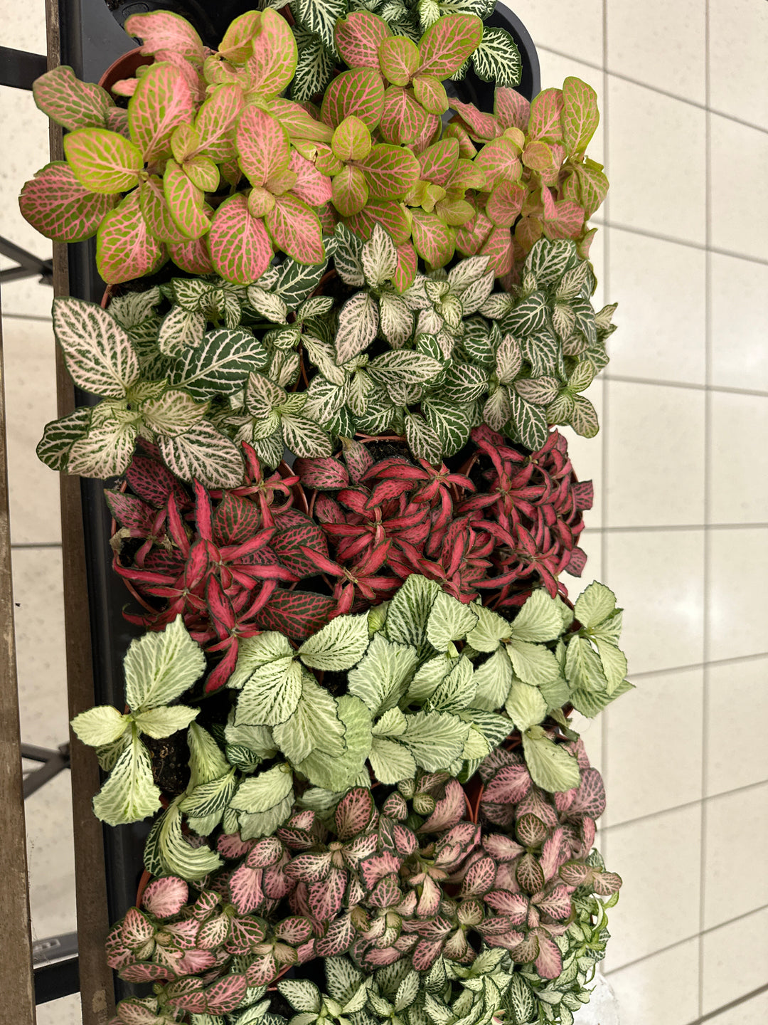 Market - Fittonia