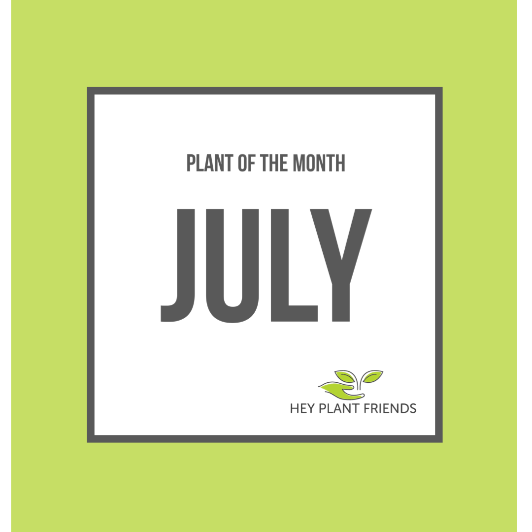 Plant of the Month - July