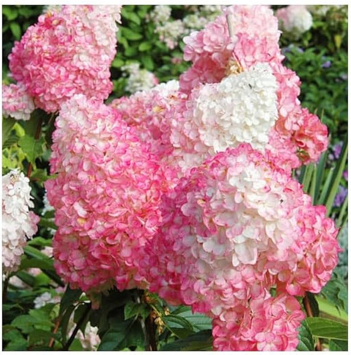 Hydrangea Paniculata ‘Pink Lady’