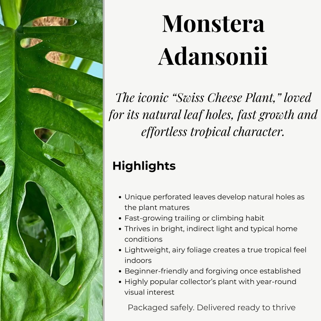 Monstera Adansonii (Swiss Cheese Plant) – Bare Root Houseplant