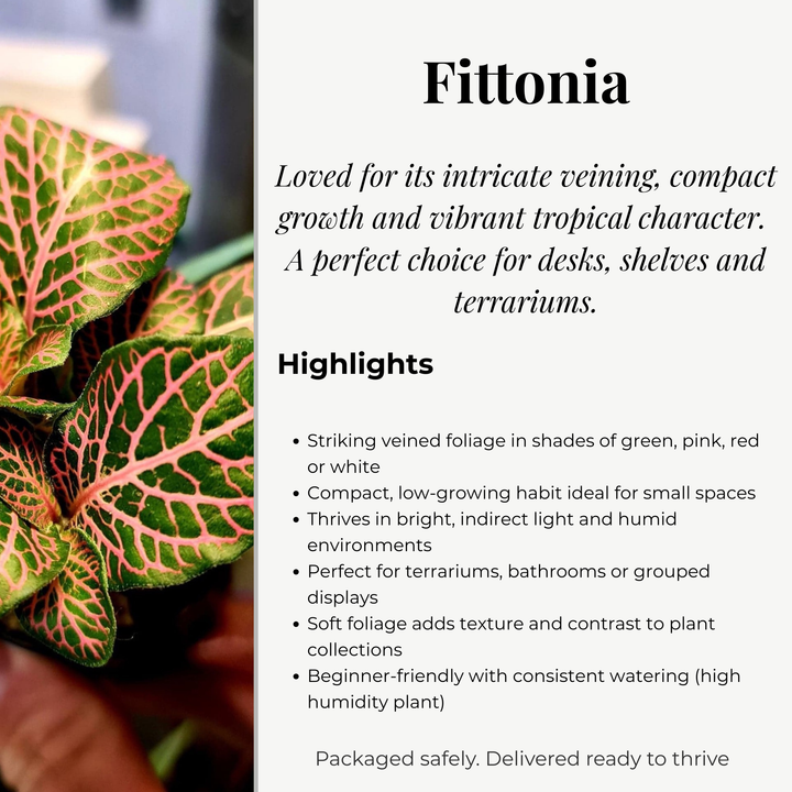 Fittonia Mosaic Variety Pack | 6 Bare root plants