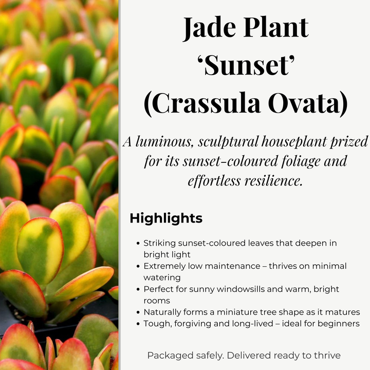 Jade 'Sunset' Money Penny Plant - Crassula Ovata 'Sunset'