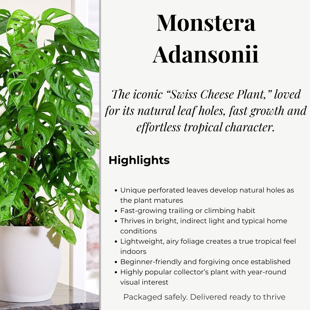 Monstera Adansonii Monkey Mask | 6cm pot