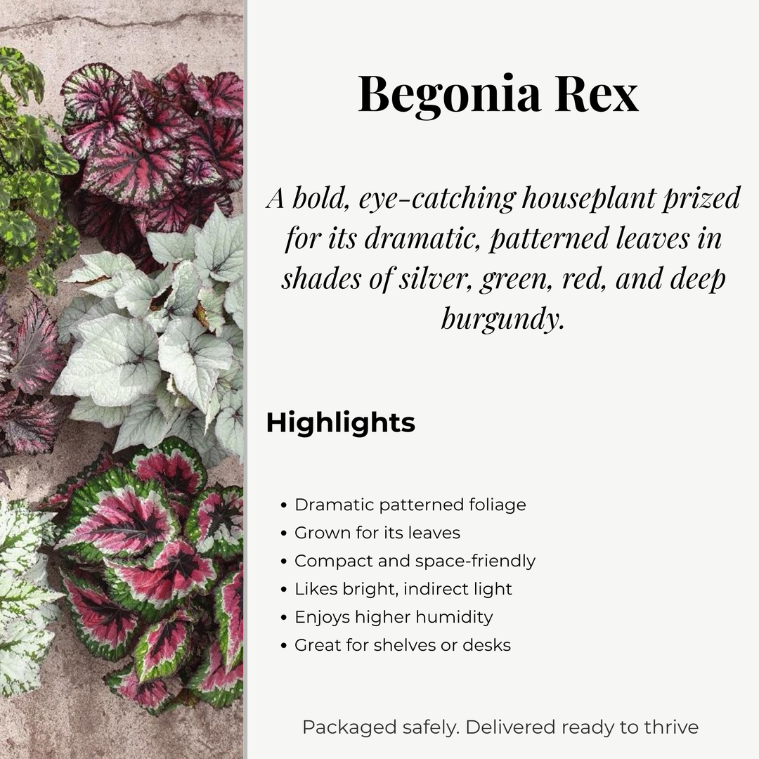 Begonia Rex Variety Pack | 6 Bareroot plants