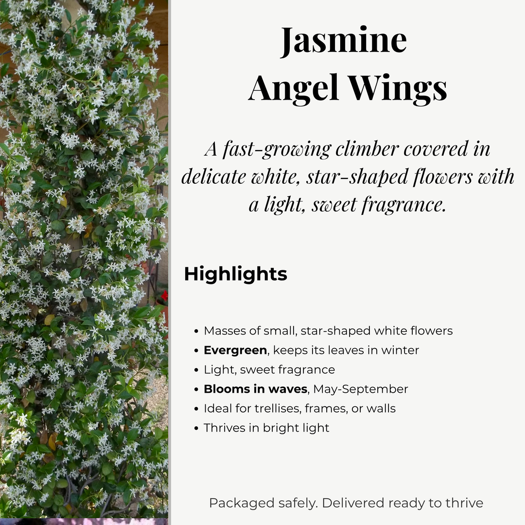 Jasmine 'Angel Wings'