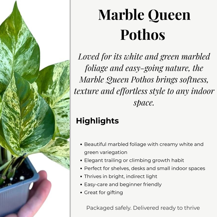 Marble Queen Pothos | 6cm pot