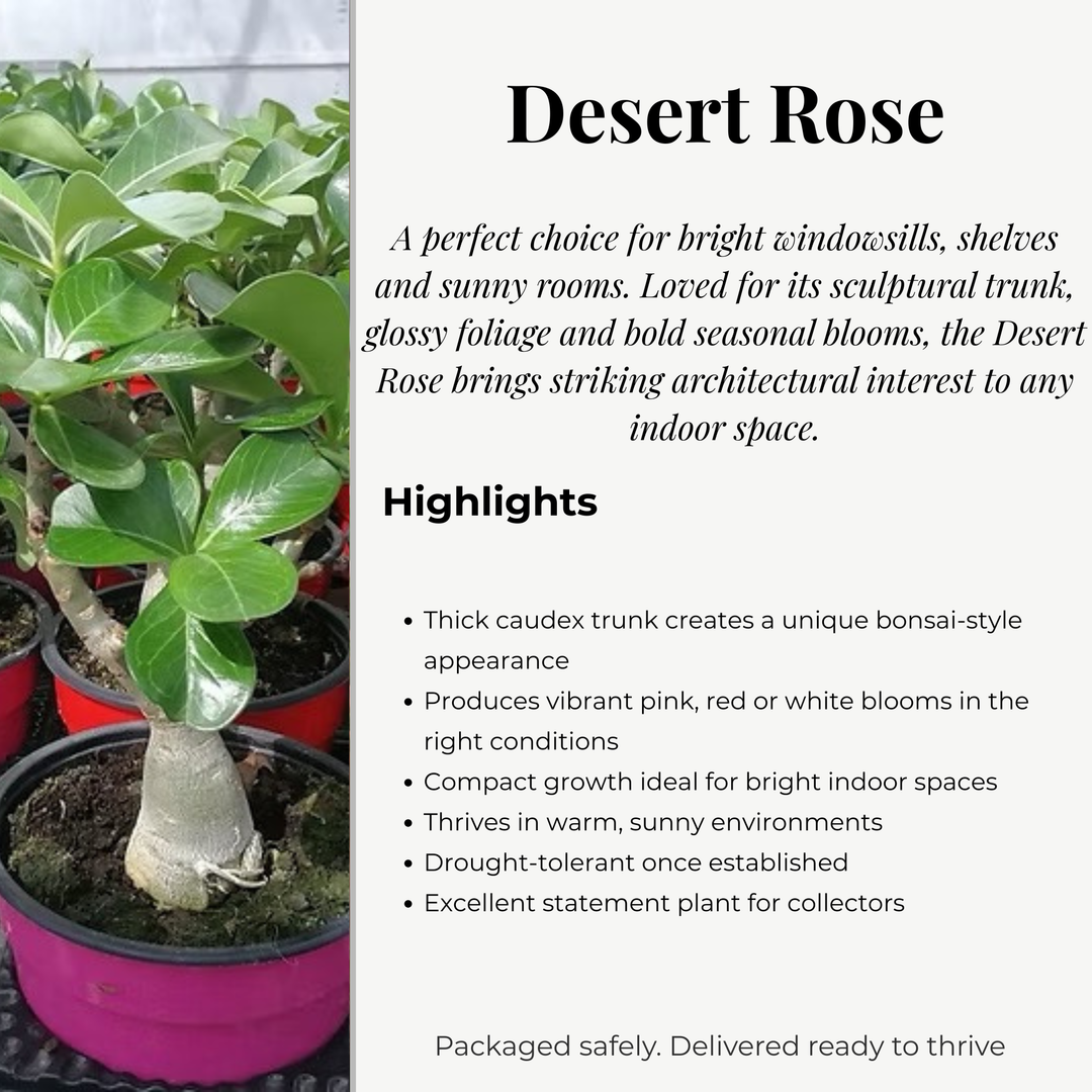 Adenium Obeseum (Desert Rose) 12cm