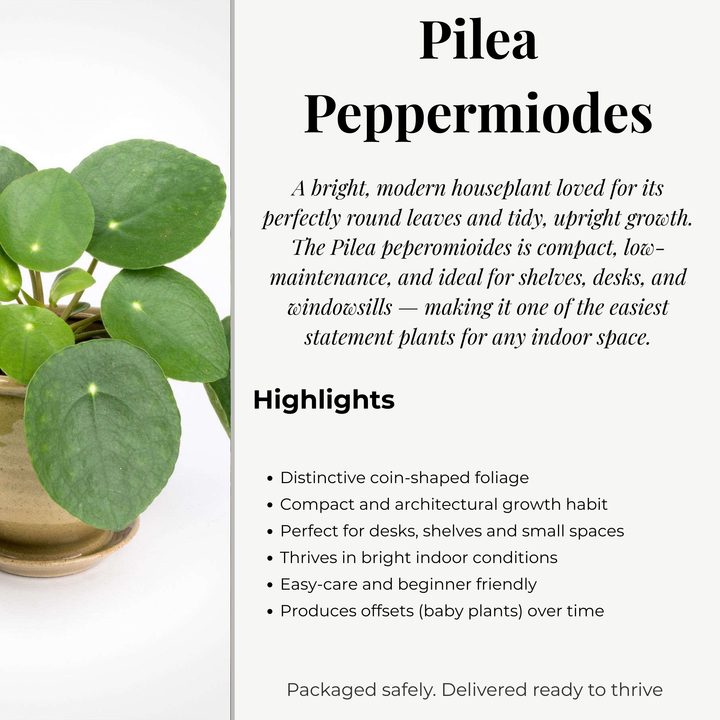 Pilea Peperomioides (Chinese Money Plant) – 8.5cm Pot