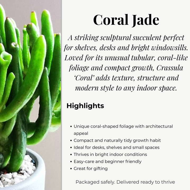 Crassula Ovata Jade ‘Coral’ | 6cm Pot