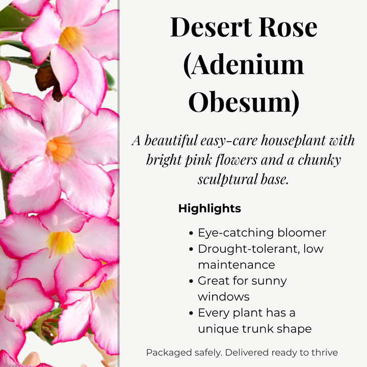 Adenium Obesum (Desert Rose)