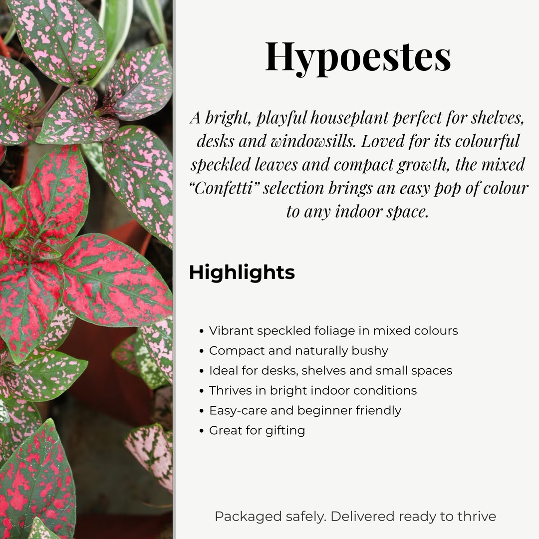 Hypoestes ‘Confetti Mix’ | 8.5cm Pot