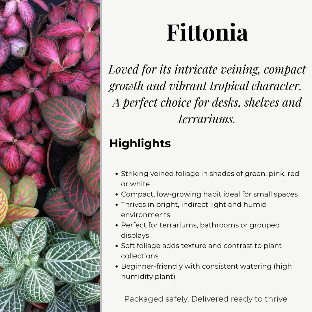 Fittonia Mosaic Variety Pack | 4 x 8.5cm potted plants