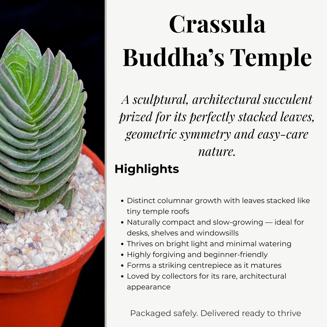 Crassula ‘Buddha's Temple’