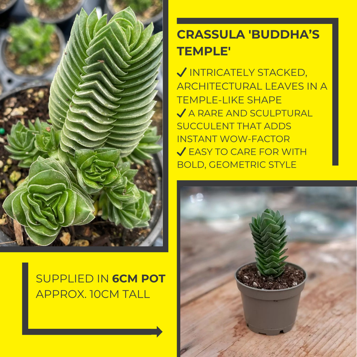 Crassula ‘Buddha's Temple’
